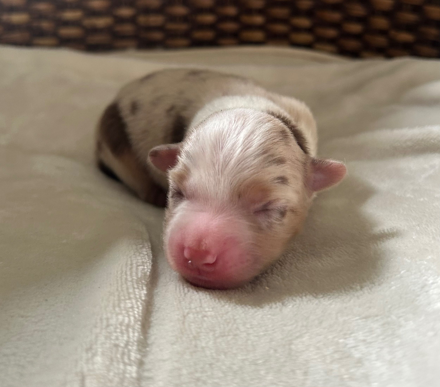 Of Eternel Phoenix - Chiots disponibles - Berger Américain Miniature 