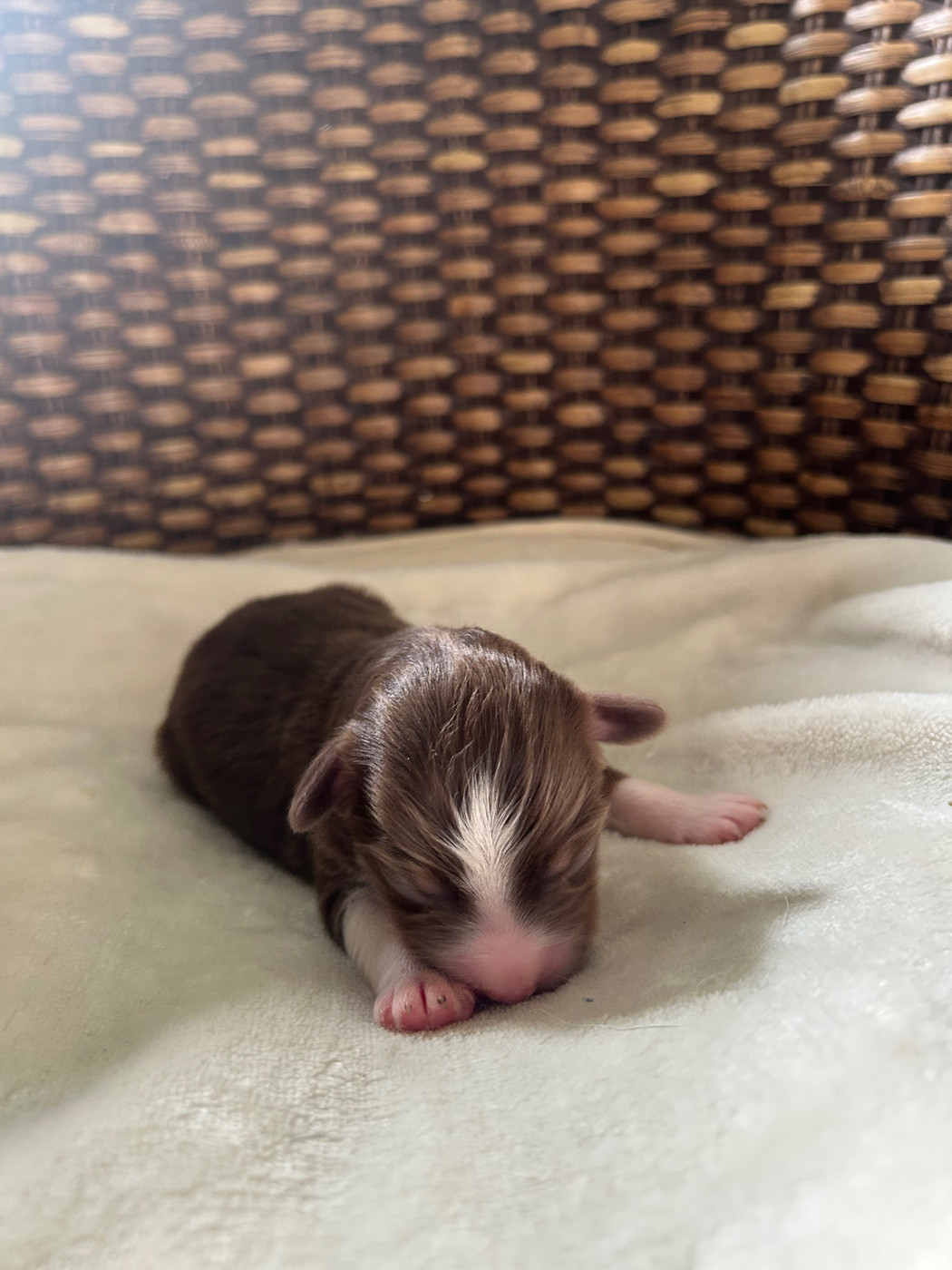 Of Eternel Phoenix - Chiots disponibles - Berger Américain Miniature 