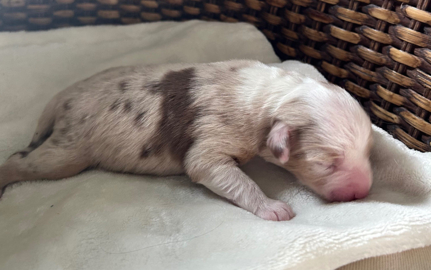 Of Eternel Phoenix - Chiots disponibles - Berger Américain Miniature 