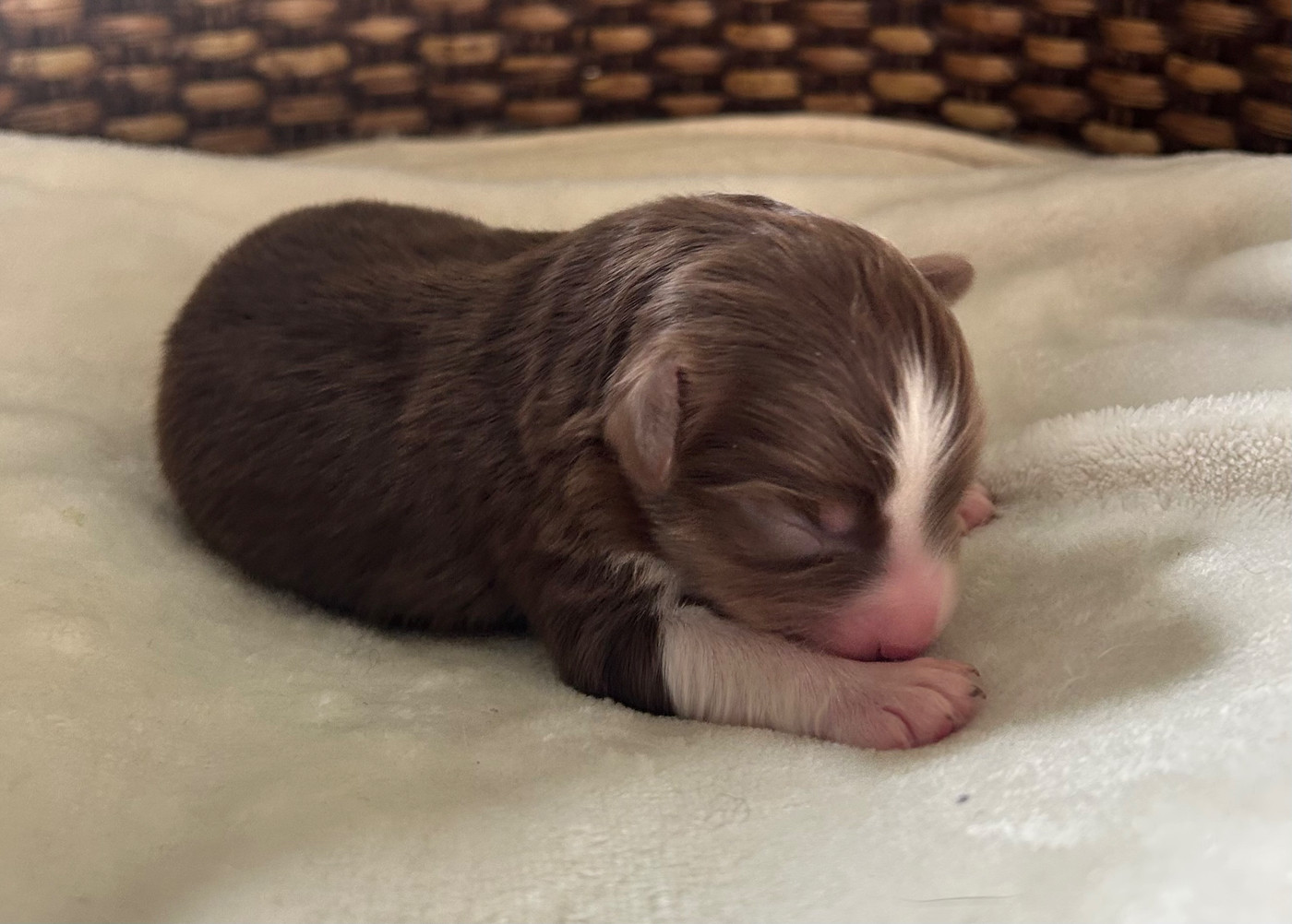 Of Eternel Phoenix - Chiots disponibles - Berger Américain Miniature 