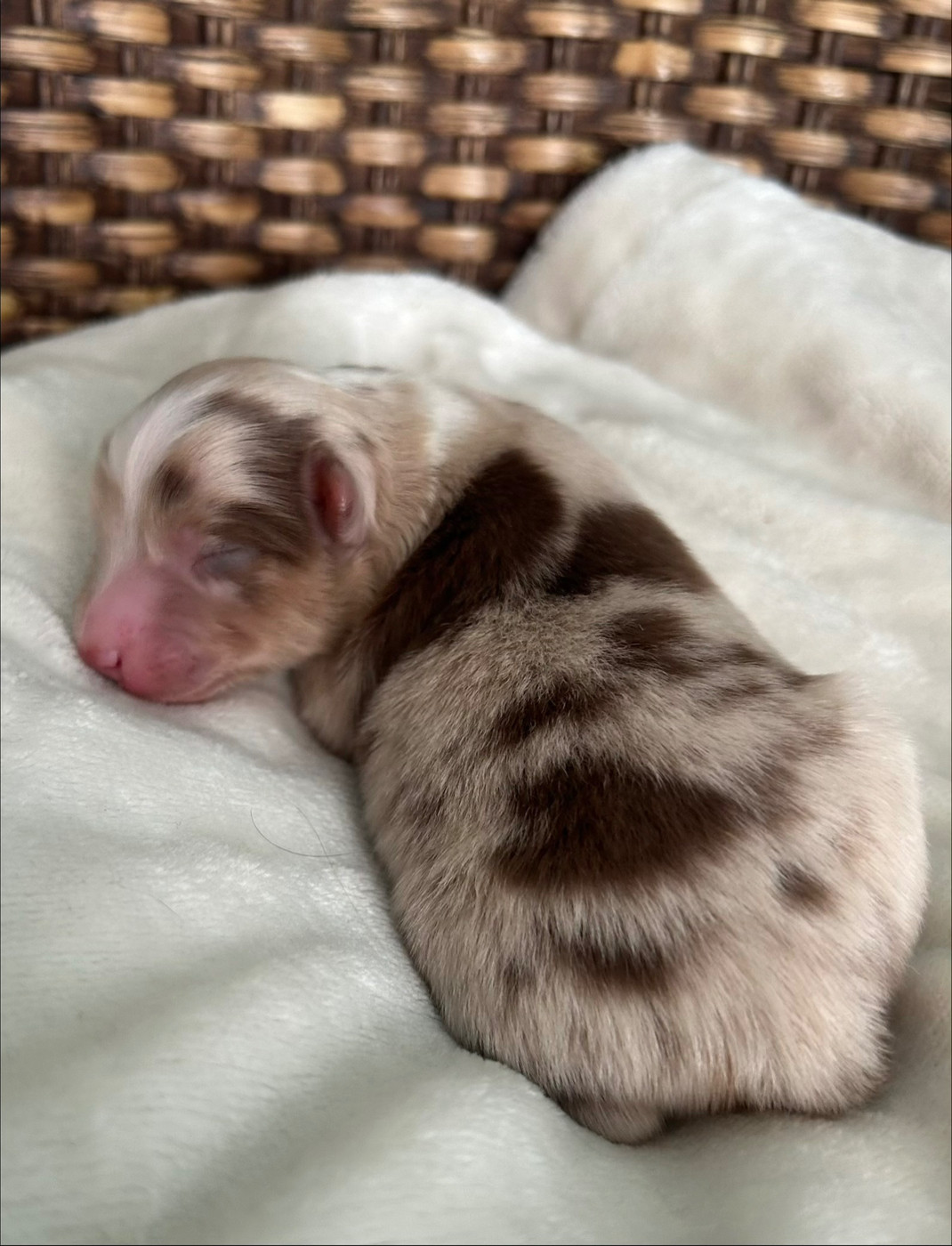 Of Eternel Phoenix - Chiots disponibles - Berger Américain Miniature 