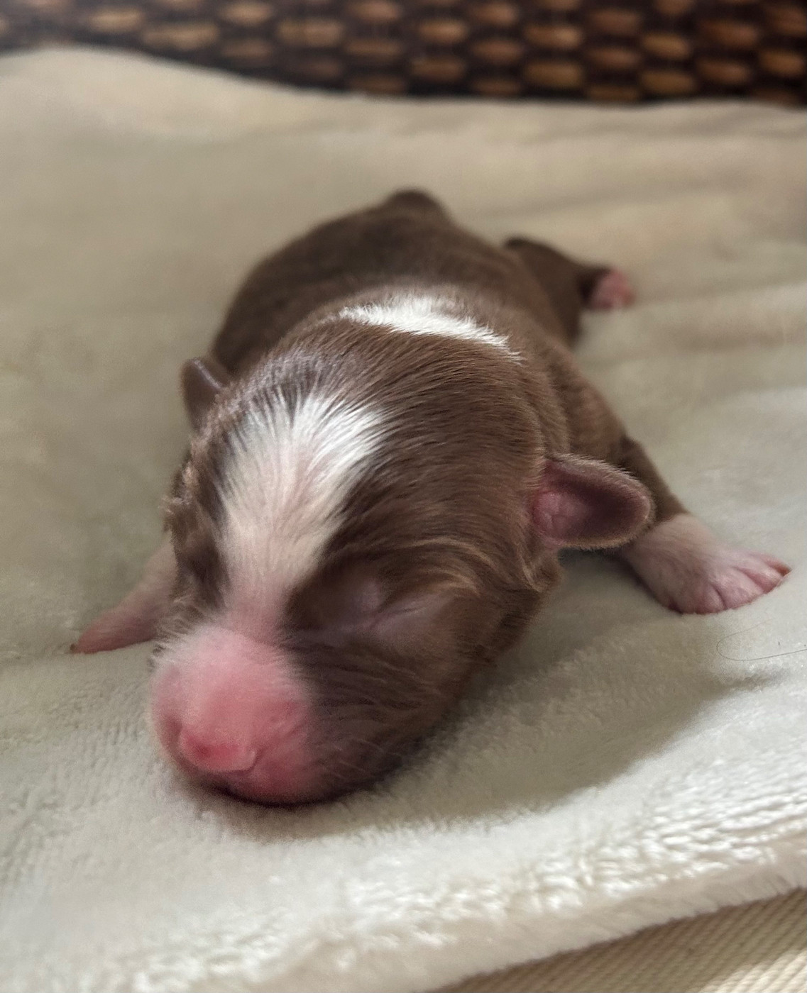 Of Eternel Phoenix - Chiots disponibles - Berger Américain Miniature 