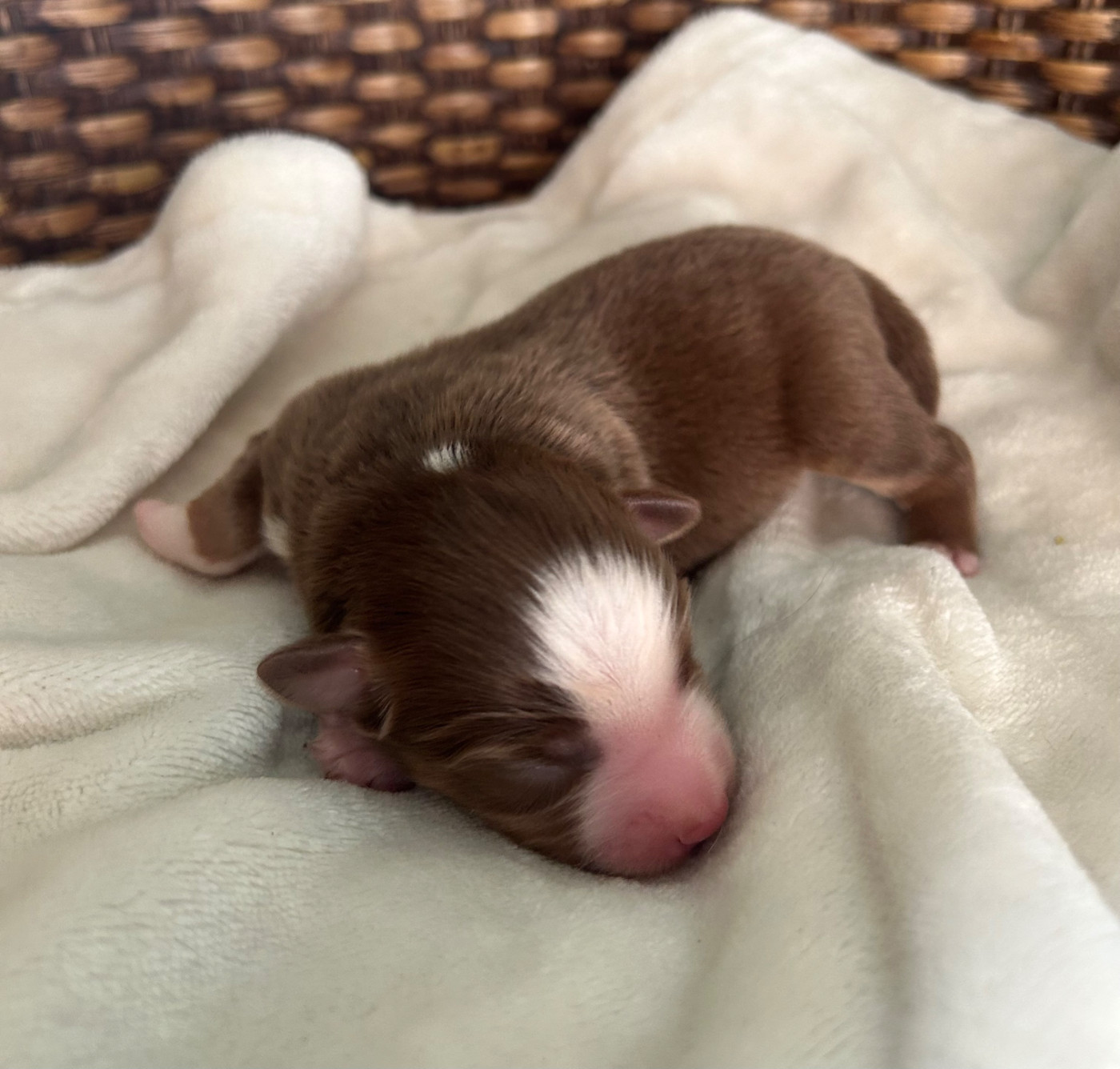 Of Eternel Phoenix - Chiots disponibles - Berger Américain Miniature 